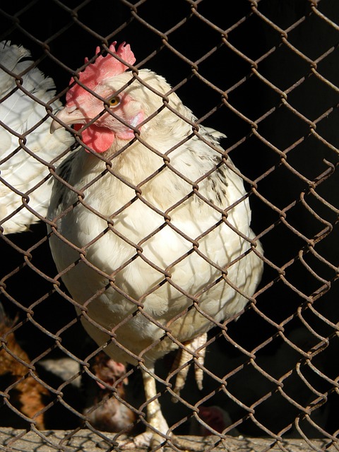 球隊必須調 球隊必須調